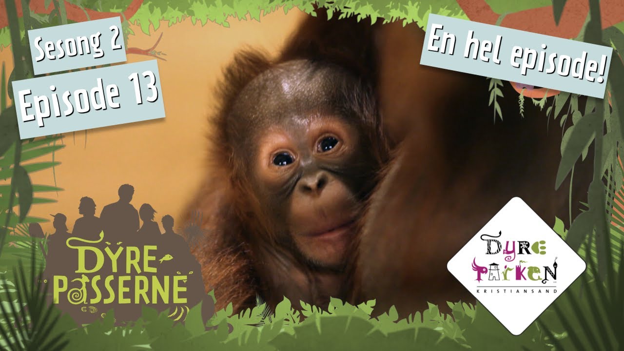 Nyfødt Orangutang | Dyrepasserne S2E13 | Dyreparken