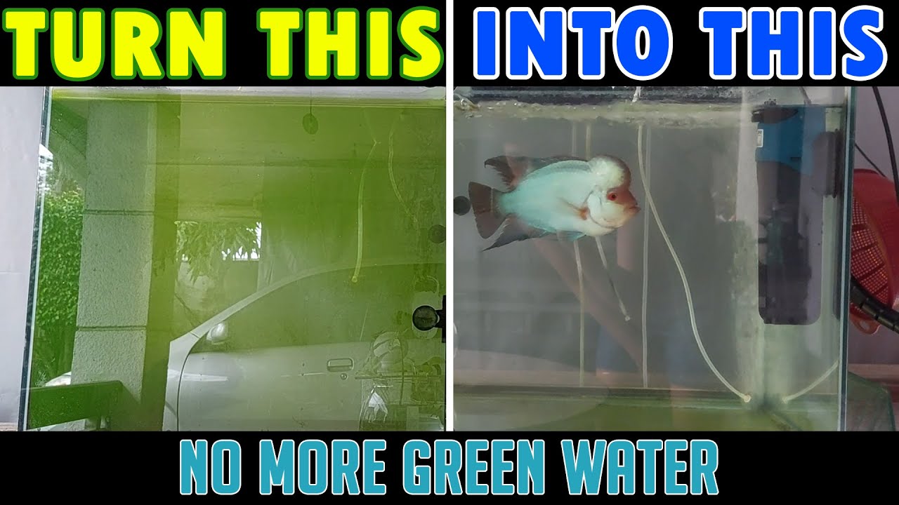 How to Get Rid of Green Water in Your Aquarium | ENGLISH