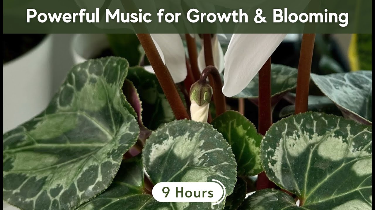 Powerful Music for Plants 🌱 Stimulate Growth & Blooming | Plant Growth Music