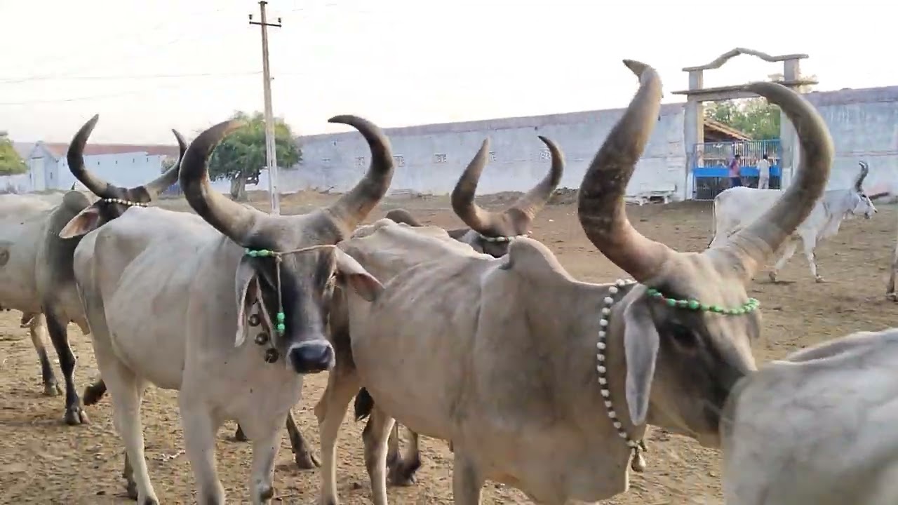 રવેચી ધામ વાગડ કચ્છ Jay mataji 🚩