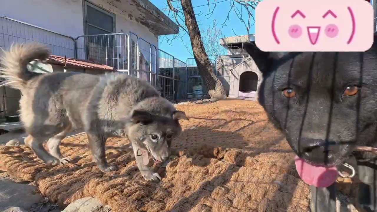 폭풍우에 놀라 개집에 안들어가는 개 2부.