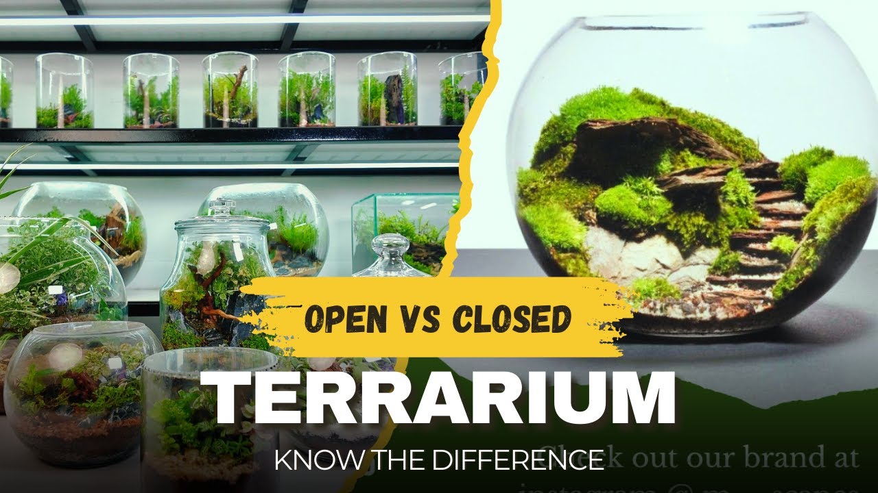 Разница между открытыми и закрытыми террариумами | Наука внутри террариума | Terrarium Insights