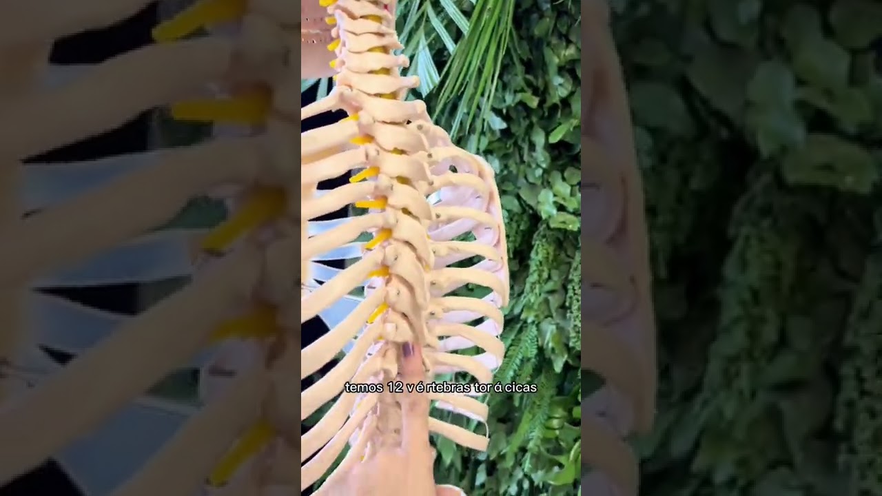 Coluna vertebral: revis&atilde;o rapidinha!