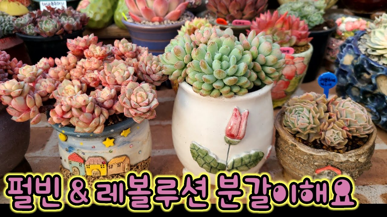 데굴데굴 예쁜다육, 묵어지면 예쁨 100% 다육이 펄빈 & 레볼루션 💕 금손다육 010.5240.3150 