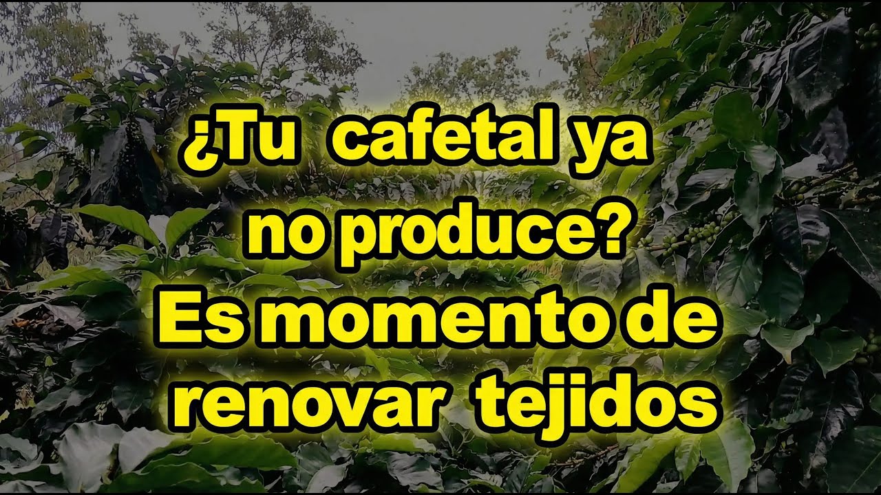 Renovar tejidos a tiempo: la clave para no perder producción