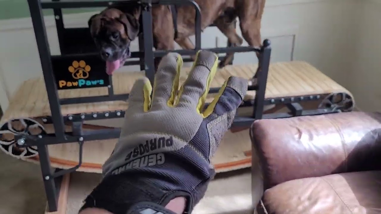 Paw Paws dog treadmill review