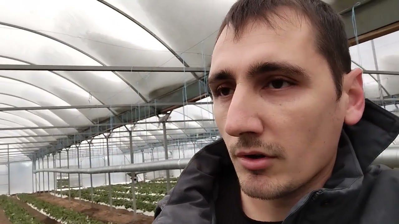 Начало работ при выращивании земляники садовой (клубники) под плёночными укрытиями в условиях юга. 