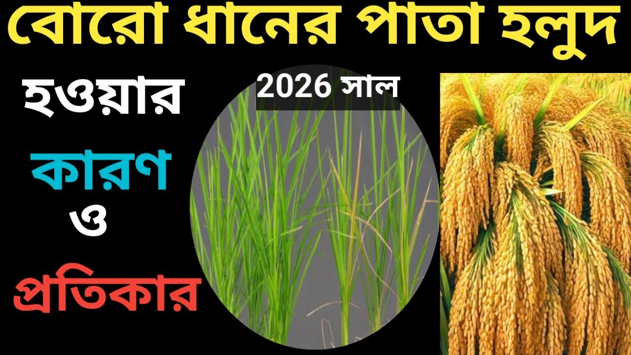 বোরো ধান রোপন করার 20 দিন পর গাছের বৃদ্ধি কমে যাচ্ছে//পাশকাঠী বৃদ্ধি হচ্ছে না কেন?💯❤🙏