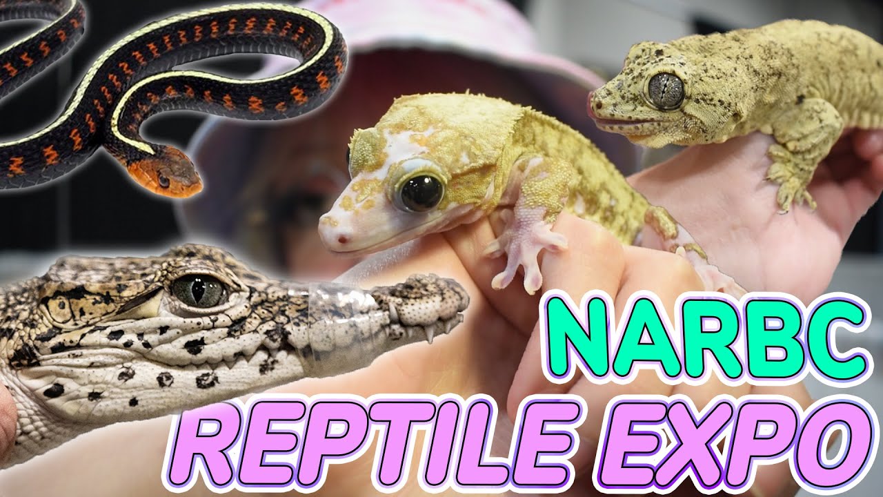 Выставка рептилий в Шаумбурге, штат Иллинойс! (NARBC 🦎)