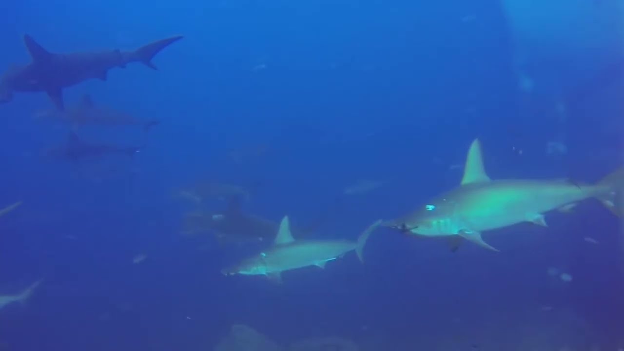 GSC Researcher Alex Hearn shares video scuba diving in Galapagos with hammerheads and whale sharks!