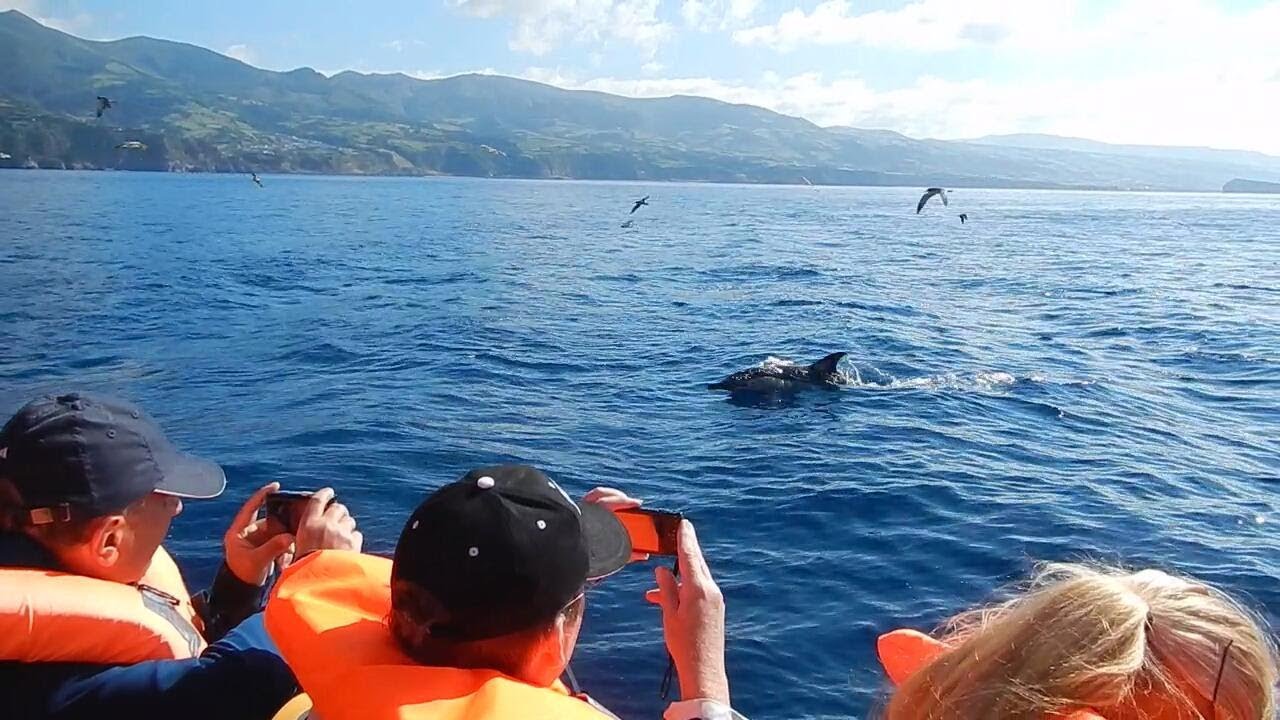 Azoren Sao Miguel deel 2 Walvissen en veel dolfijnen