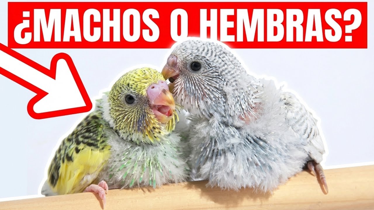 ¿ES NORMAL QUE SOLO NAZCAN MACHOS O HEMBRAS EN UNA NIDADA DE PERIQUITOS?