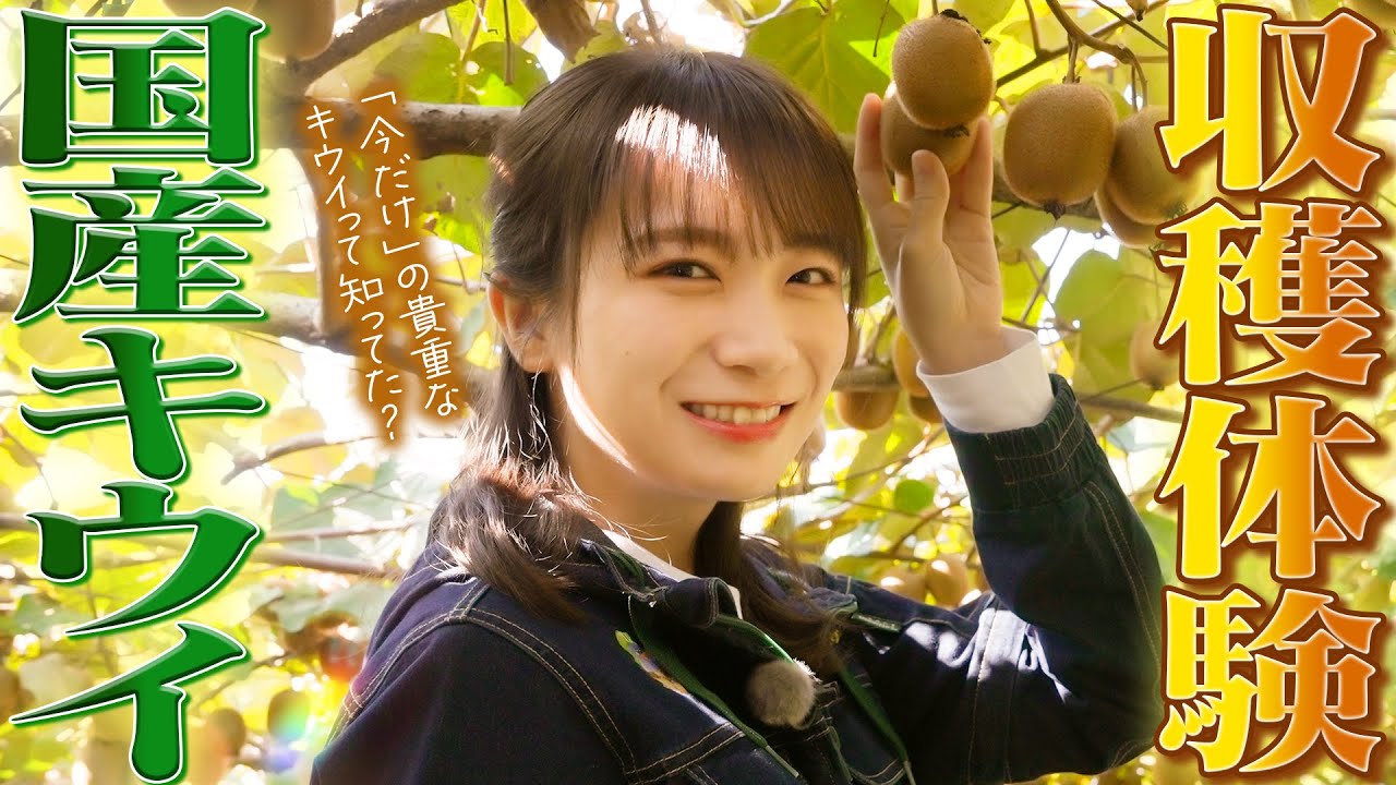 丹精込めて作った「紀の姫キウイフルーツ」を秋元真夏が収穫体験！