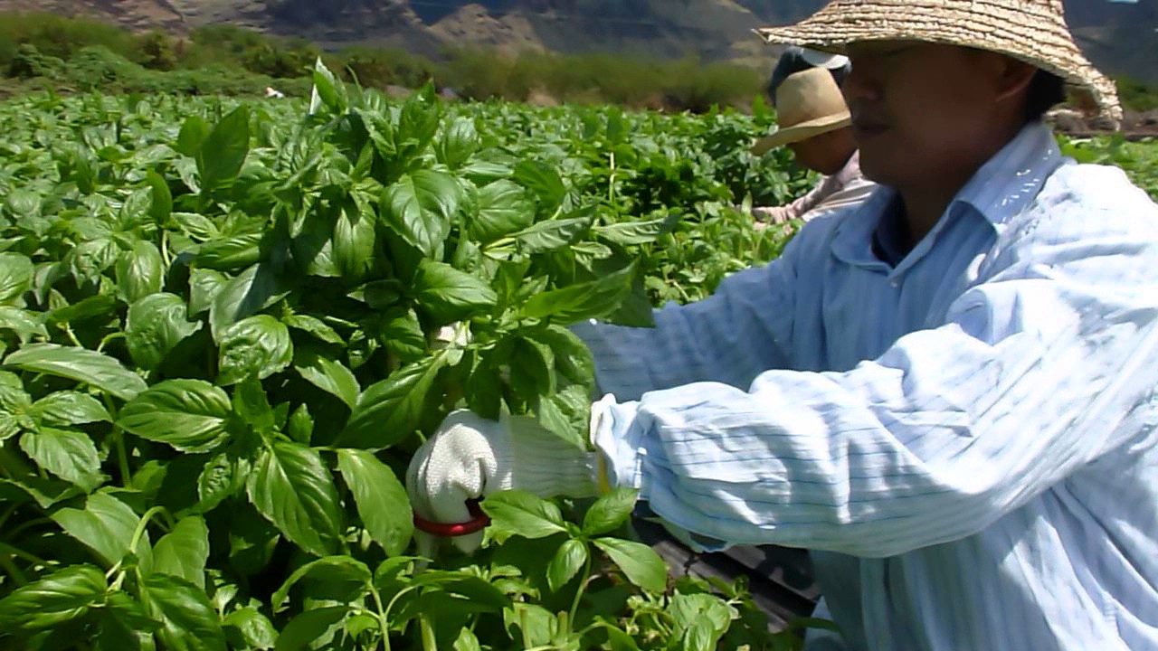 Basil harvesting