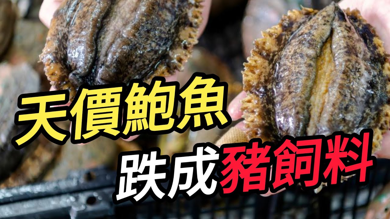 夜腰斬90%！中國漁民一頓“騷操作”，竟把頂級奢侈品幹成了廉價飼料！ #中國制造 #農業黑科技 #海產