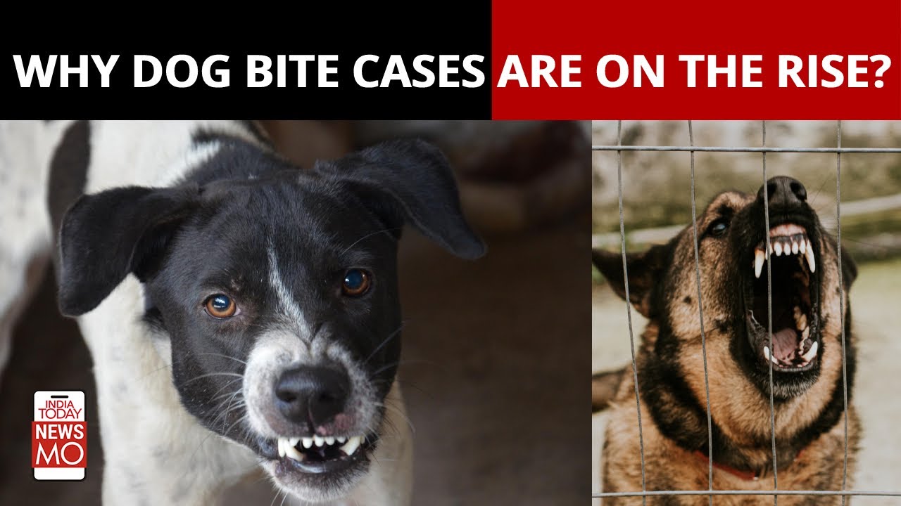 Humans Vs Strays: Why Dog Bite Cases Are On The Rise In India | NewsMo