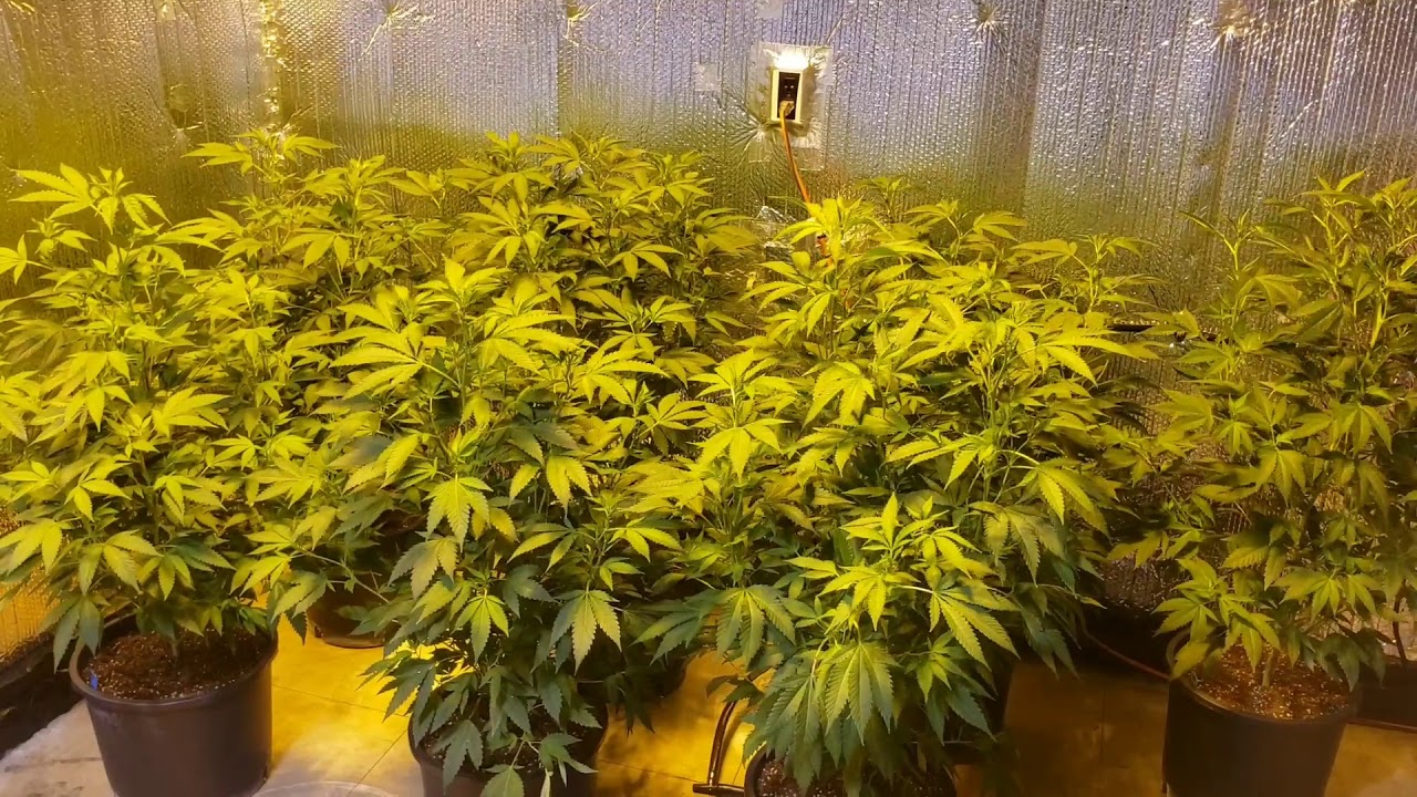 Day 2 of flower