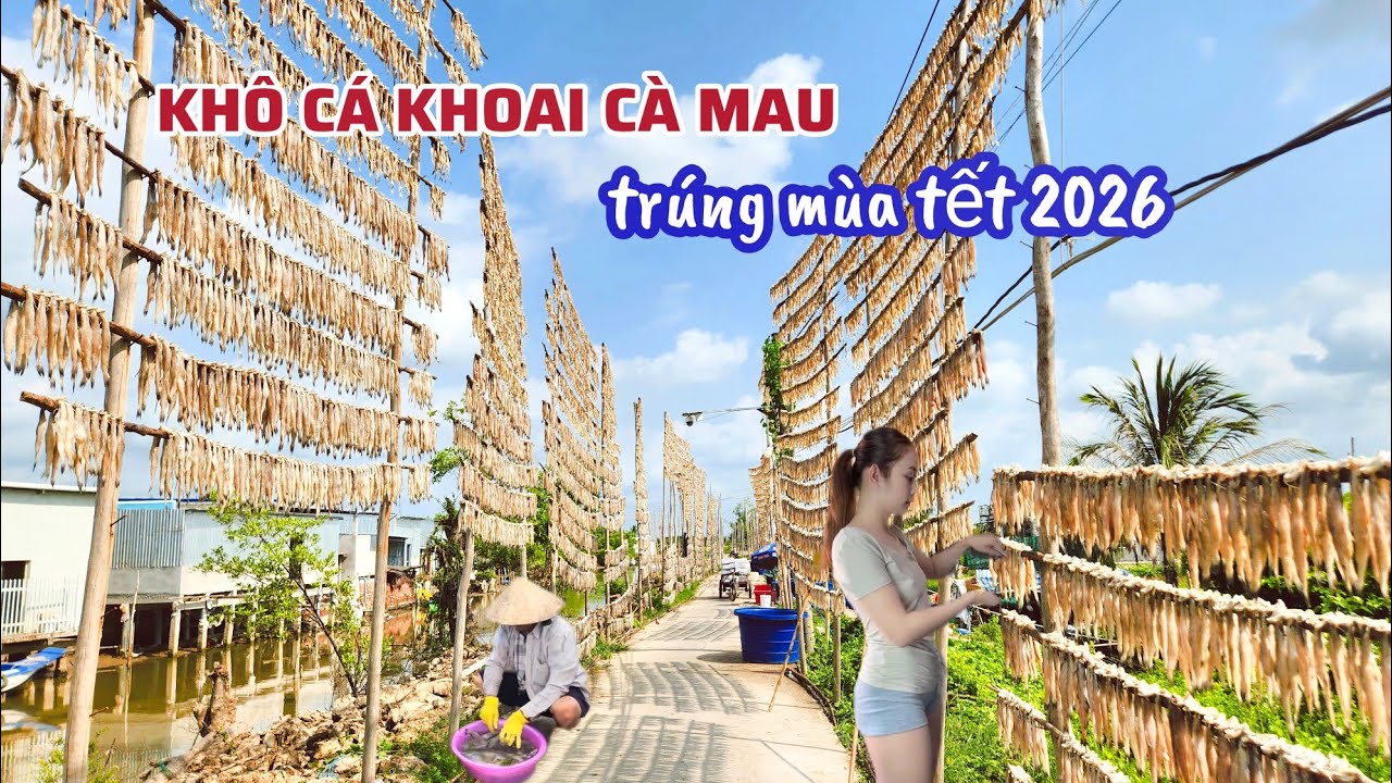Độc Lạ Khô Cá Khoai Cà Mau Trúng Mùa, Bà Con Phấn Khởi Mùa Tết 2026