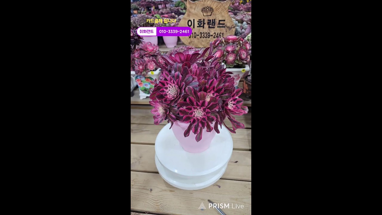 다남다육 (이화랜드) 라이브 스트리밍 중010-3339-2461문자주세요. 인천계양구이화동258-1