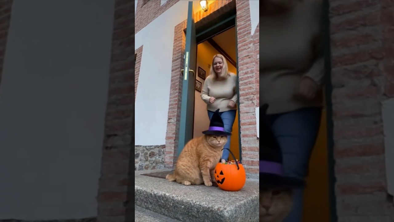 Dicke Katze bei Halloween 🎃 #catshorts #funny #sora #ai #shorts