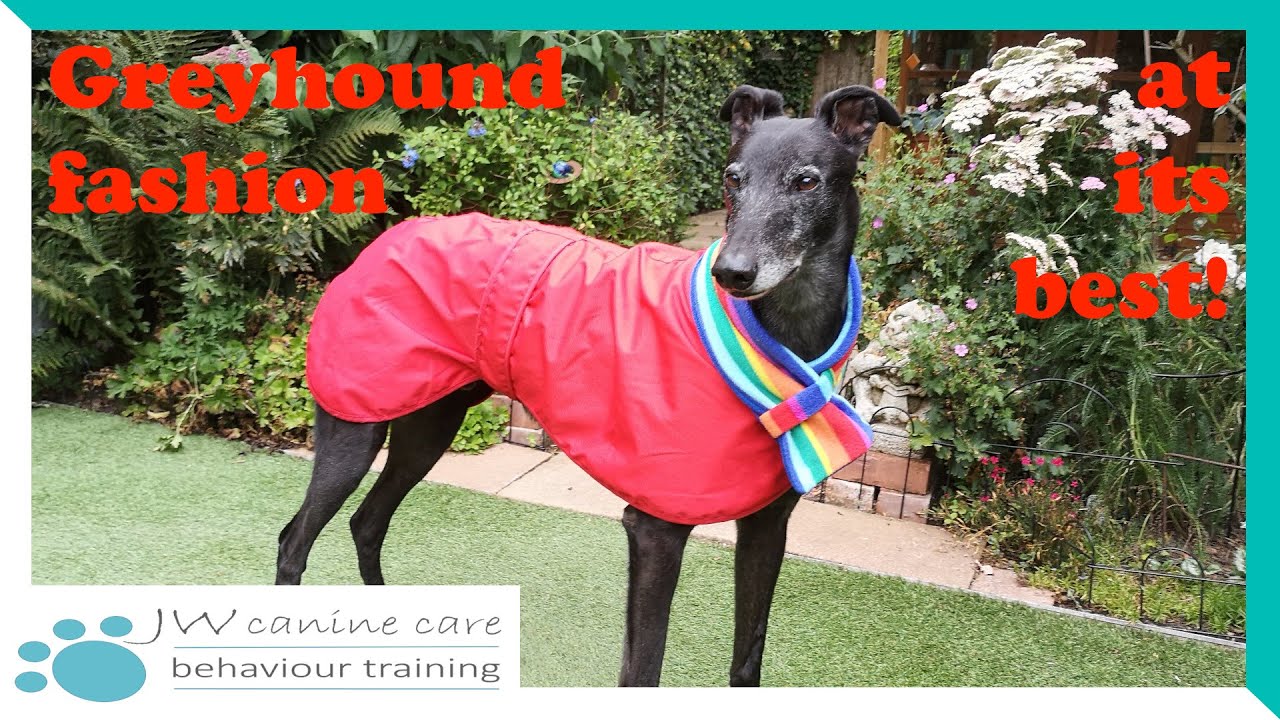 Choosing your greyhound's wardrobe