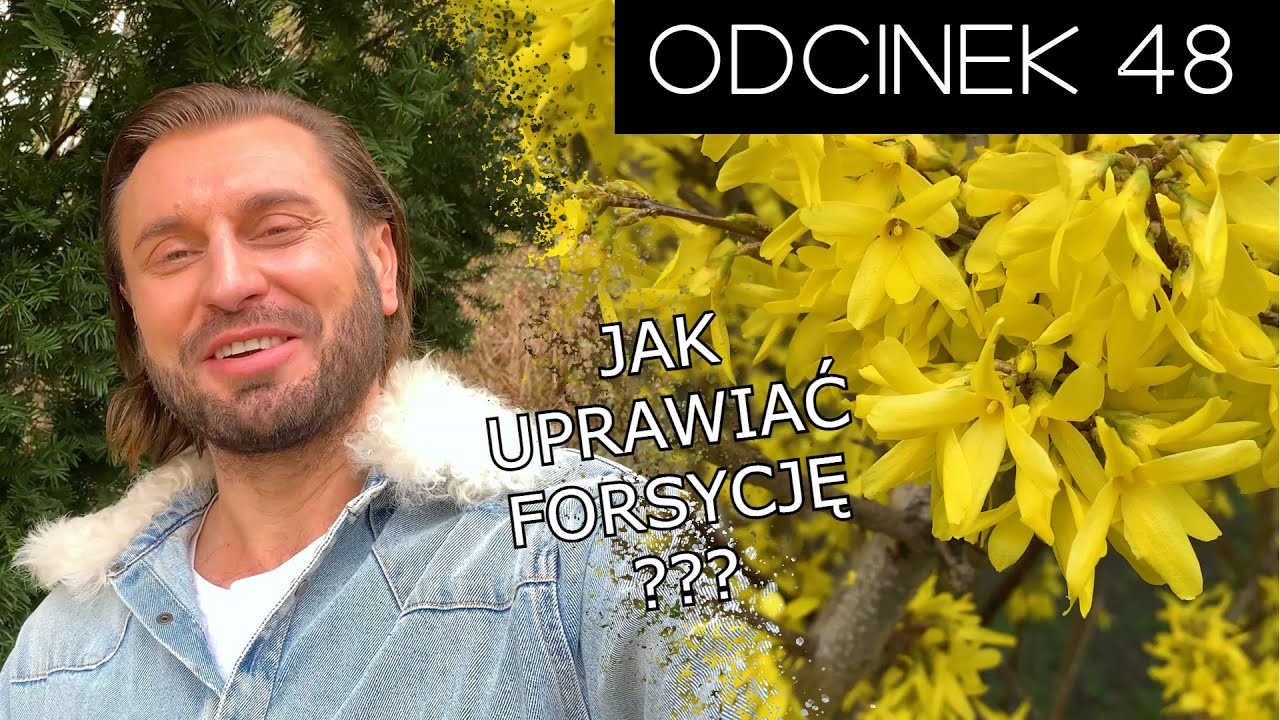 Jak uprawiać Forsycję? 🟡 | Rafał Grabias