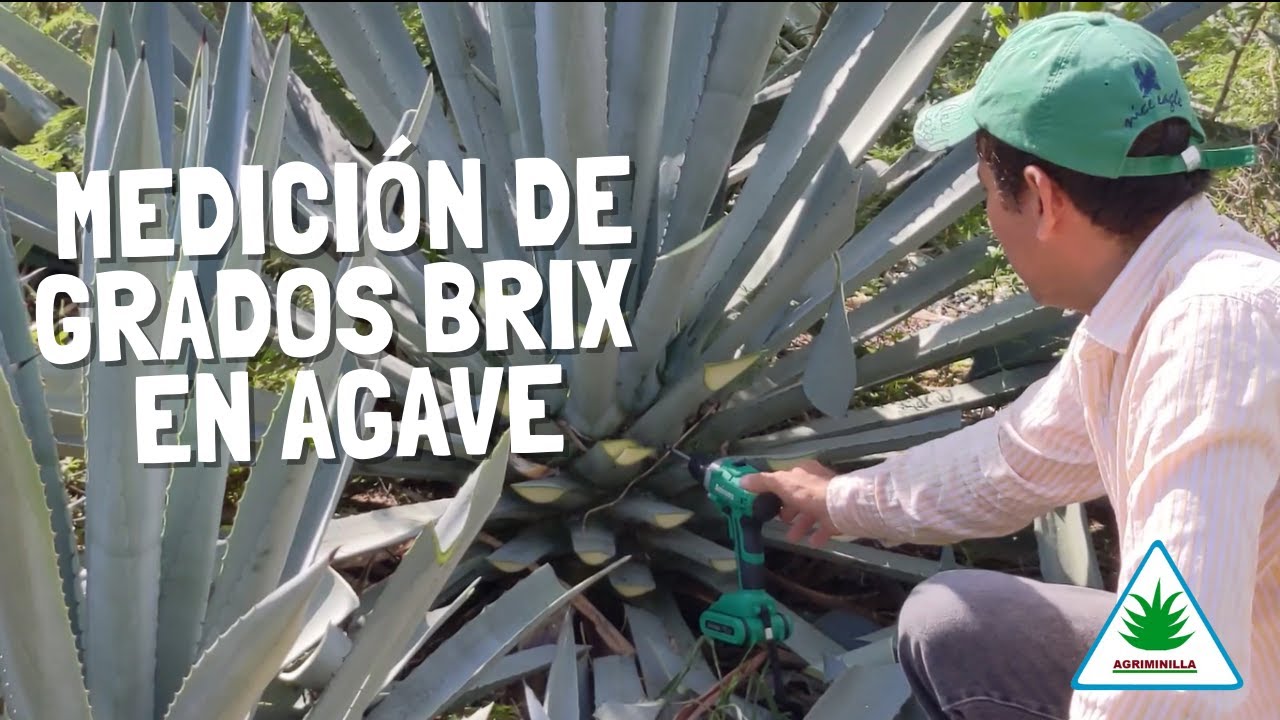 MEDICIÓN DE GRADOS BRIX EN AGAVE