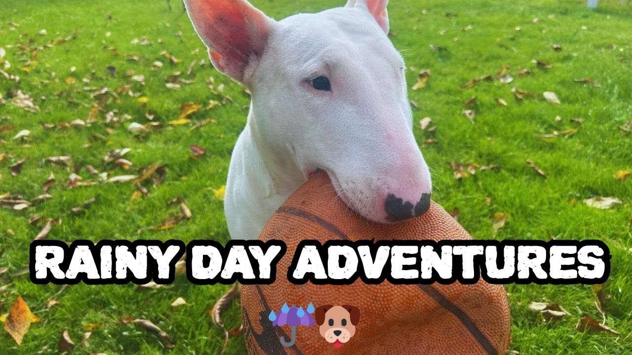 A Day in the Life of a Bull Terrier | Funny Dog Vlog 🐾   Cute & Funny