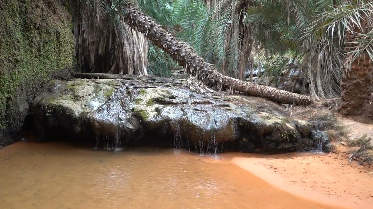 Oasis in the Sahara desert in Terjit, Mauritania