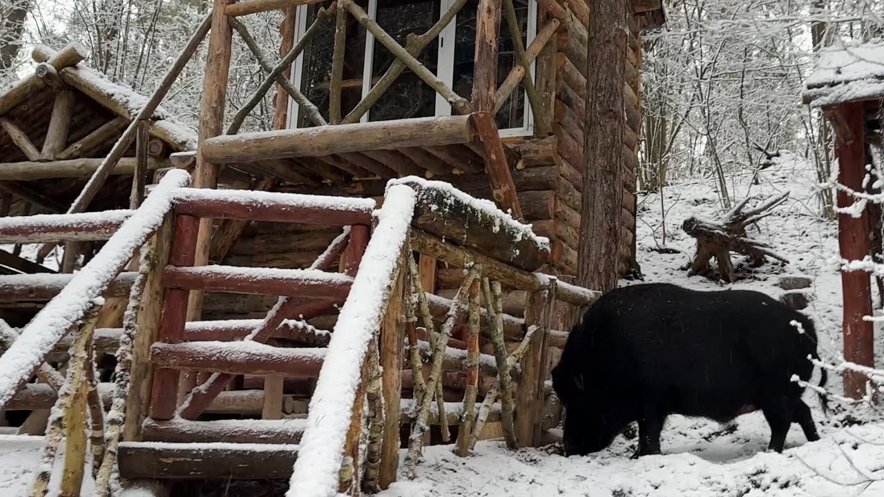 Новогодний поход с диким кабаном в зимний лес ￼. Поздравления с новым годом.￼