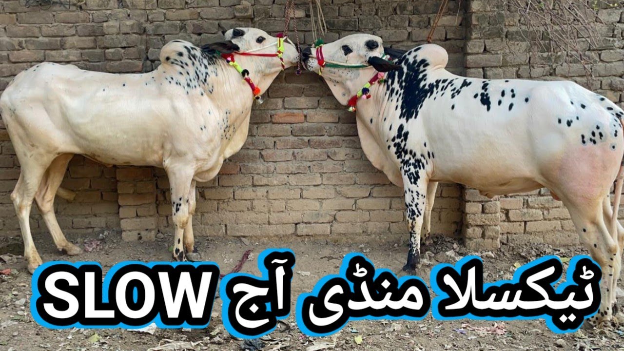 Taxila Mandi updates at 6/3/2028