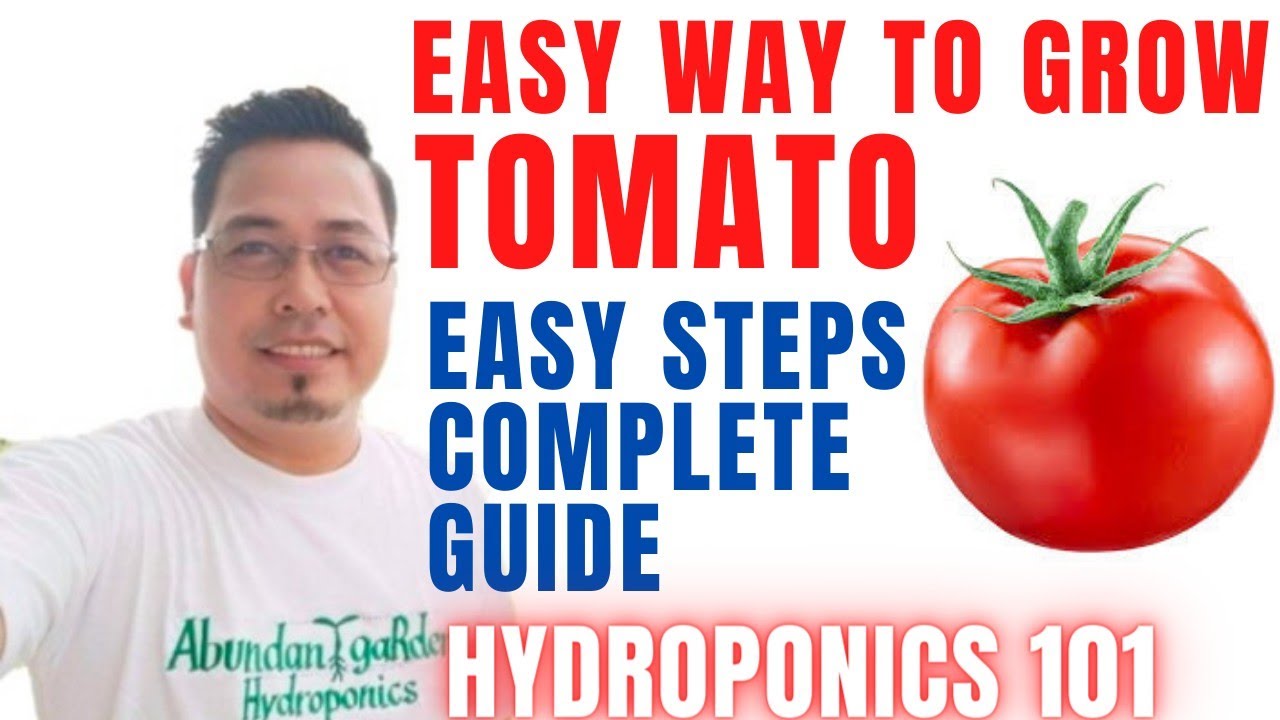 Pagtatanim Ng KAMATIS sa Hydroponics || Easy Steps and Complete Guide || @AbundanTgaRden_2050