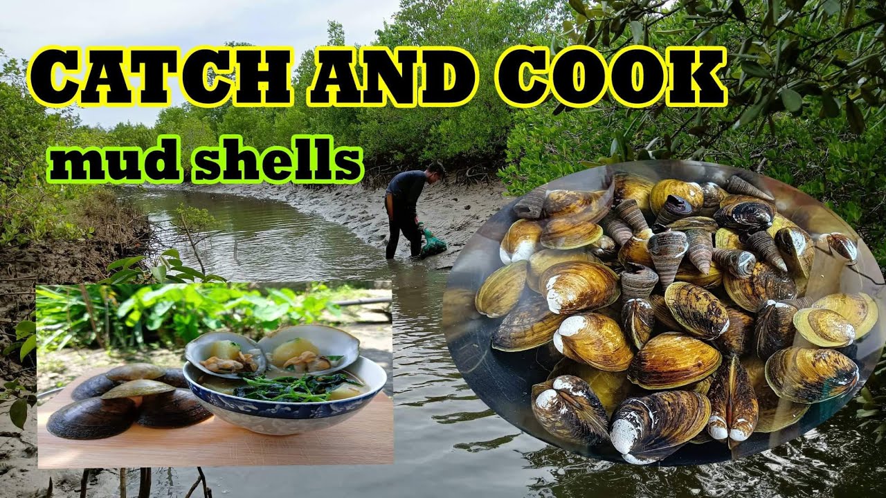 CATCH AND COOK MUD SHELLS | LIFE IN PROVINCE | EPISODE 11