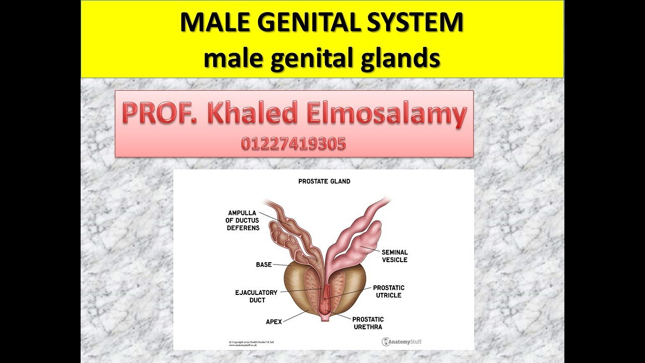 Histology of seminal vesicle- histology of prostate gland- penis