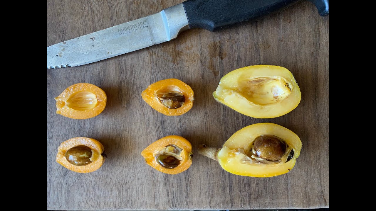 Tasting Our Favorite Loquat Varieties at our Small Fruit Farm in Sarasota, Florida