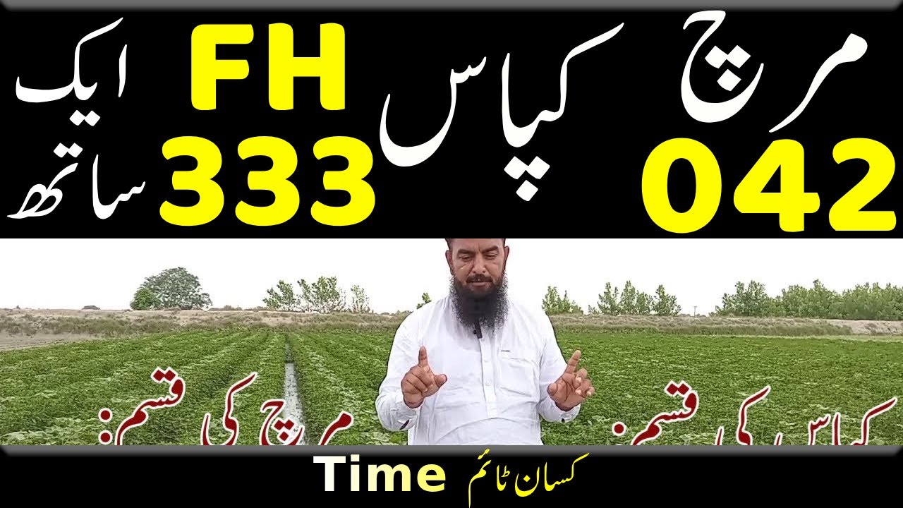 FH 333 Cotton & hybrid chilli 042 Multicroping in Pakistan کسان ٹائم kisaan time