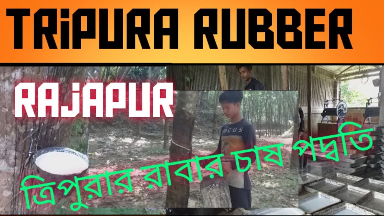 Rubber Plantation in Tripura/ Rajapur,South Tripura রাবার চারা পাওয়া যায়//