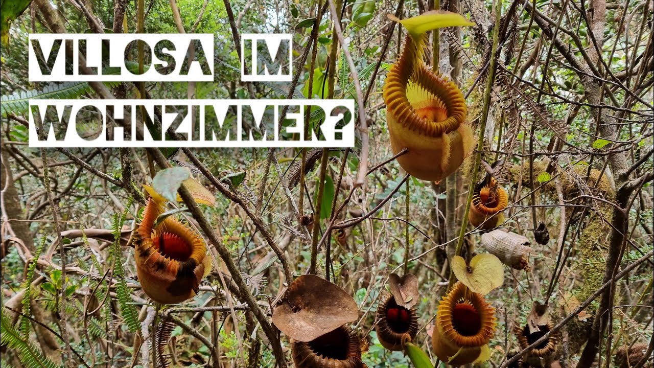 Nepenthes villosa im Wohnzimmer 