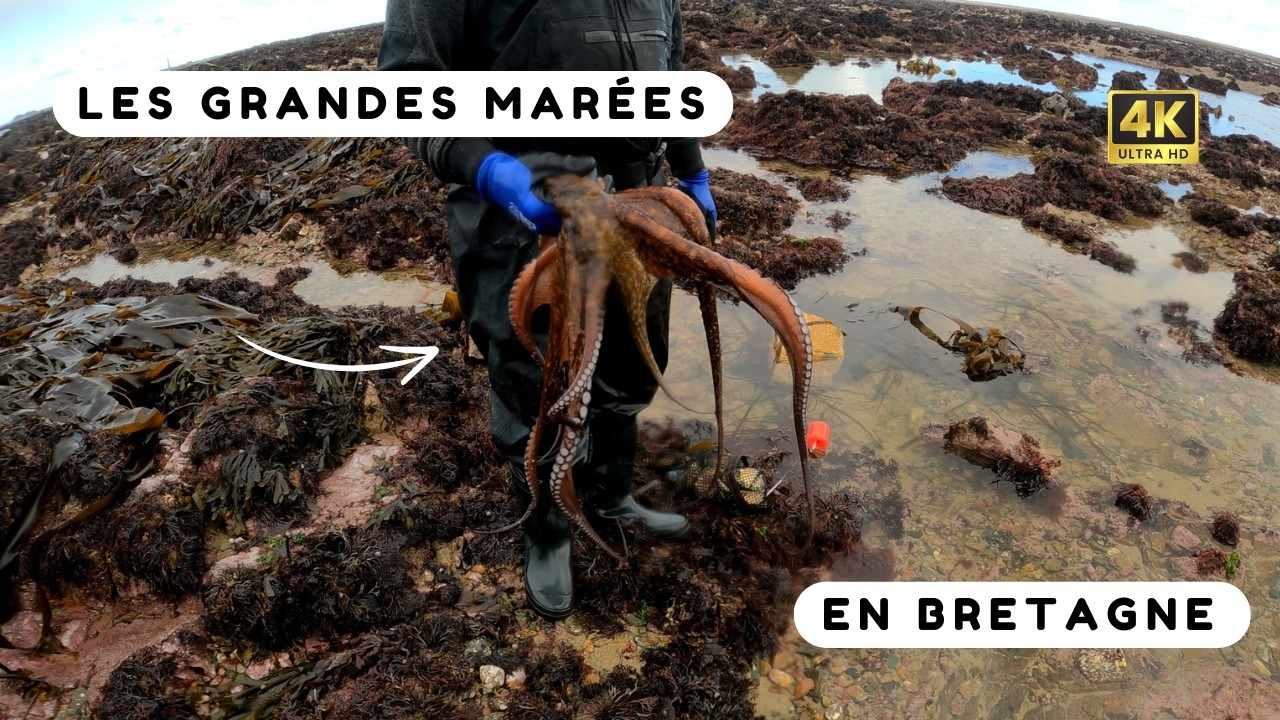 une invasion de poulpes en Bretagne ! Pêche à pied Bretagne Nord