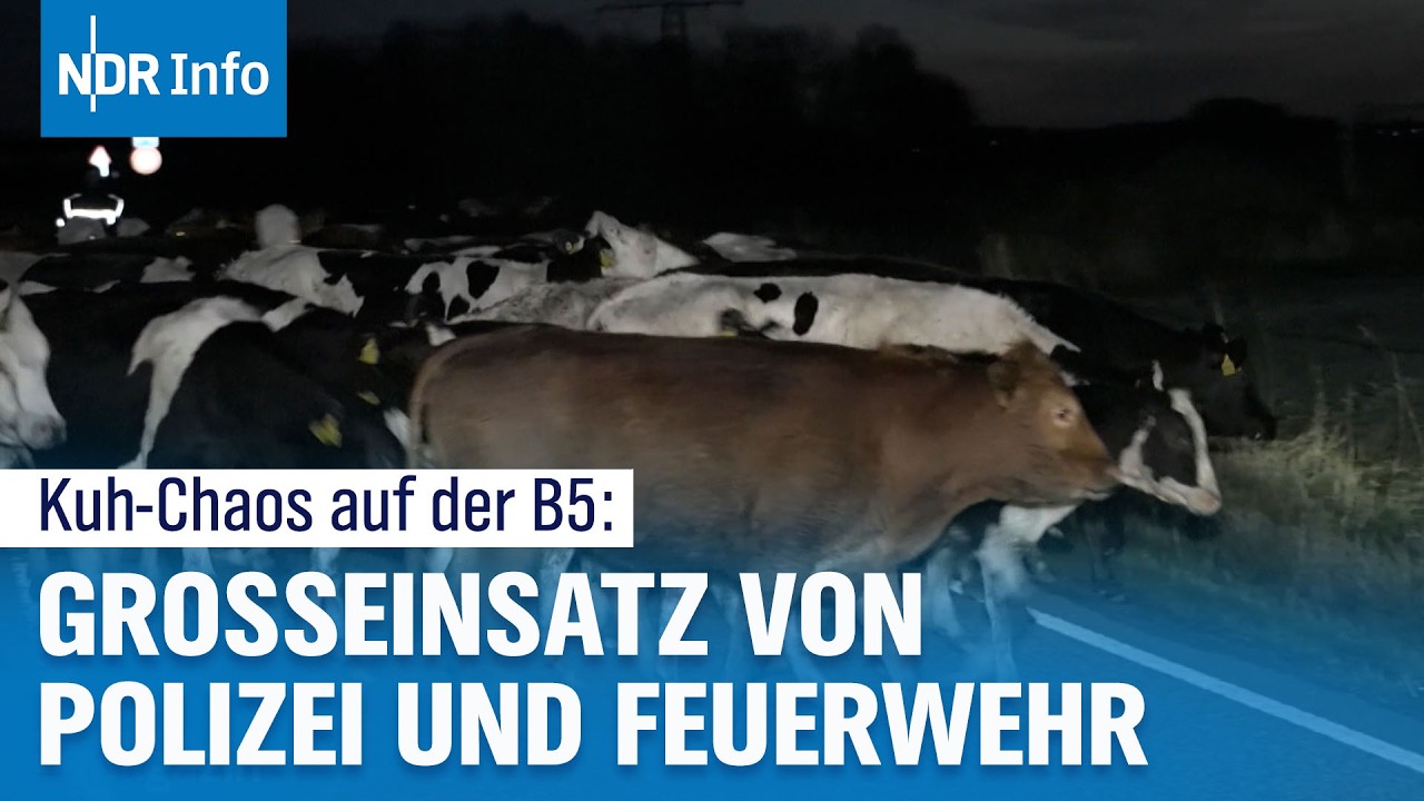 Kreis Dithmarschen: 100 entlaufene Rinder stoppen Verkehr auf der B5 | NDR Info