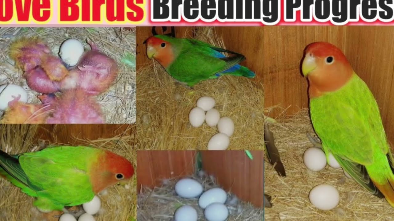 Kabir ke Love Birds 🦜 ney eggs 🥚 de diye 🥰❤️