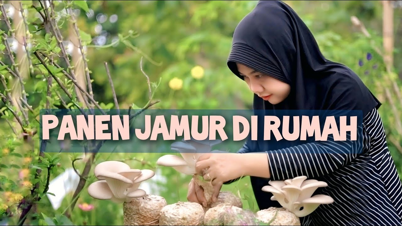 Panen Jamur Tiram di Rumah | Pepes dan Sego Jamur ala Mini Food Forest