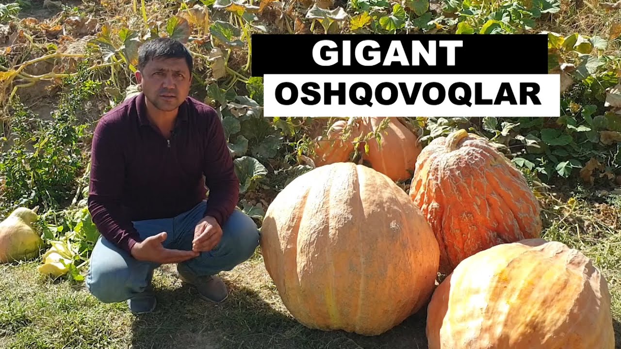 ГИГАНТ ОШҚОВОҚЛАР