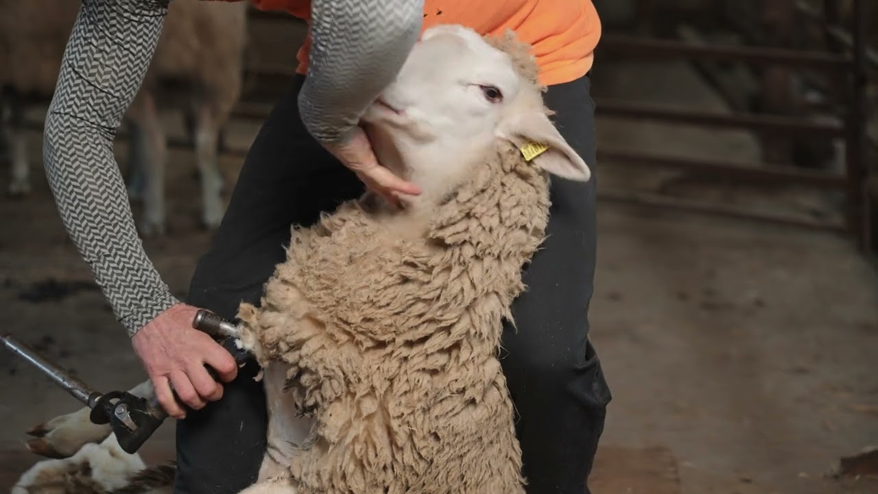 Inštruktážne video strihania oviec- Šimon Smoleňák.
