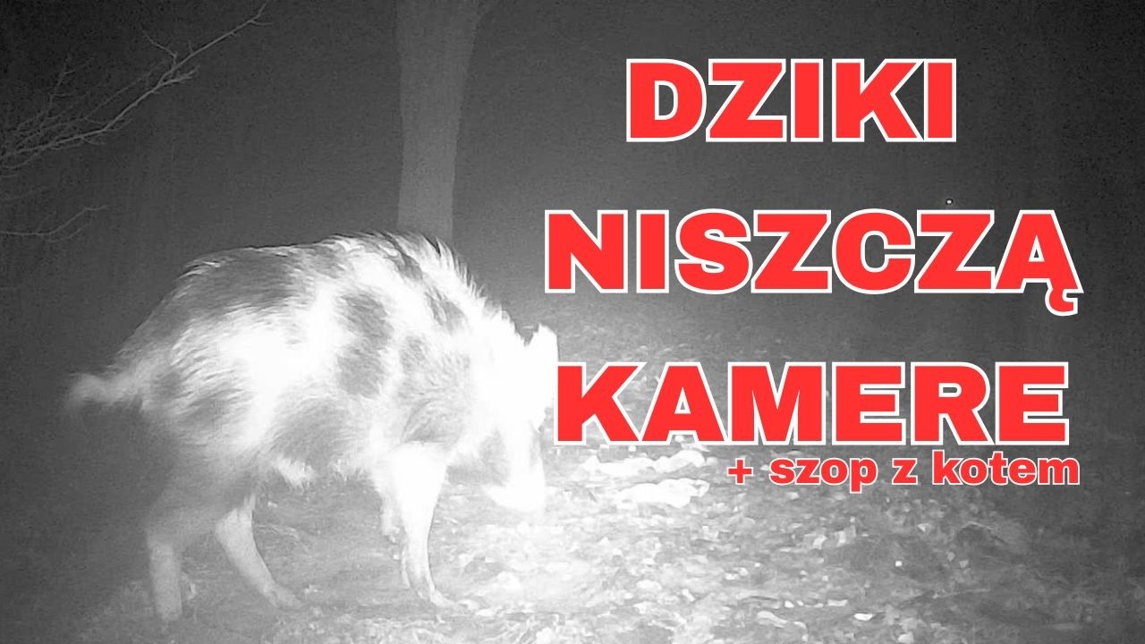 Dziki niszczą kamerę a szop je z kotem#fotopułapka #wildschwein #cameratrap