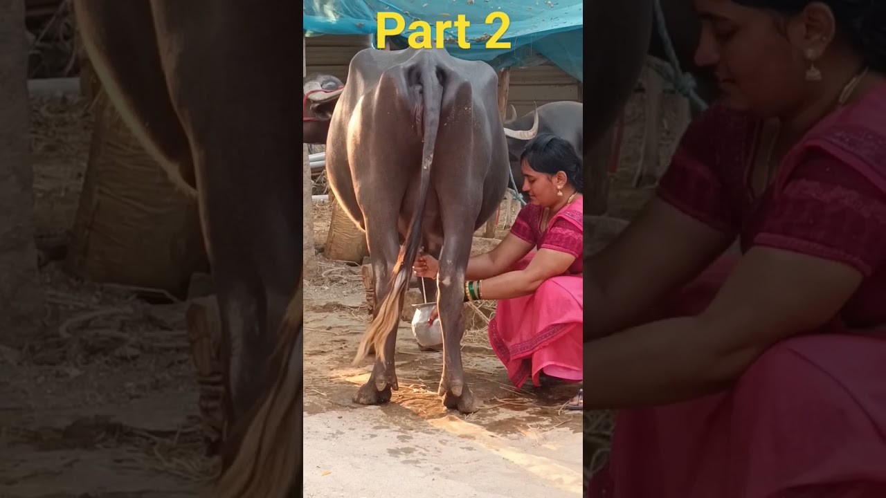 Buffalo Milking by hand. #milking #milk #buffalomilk