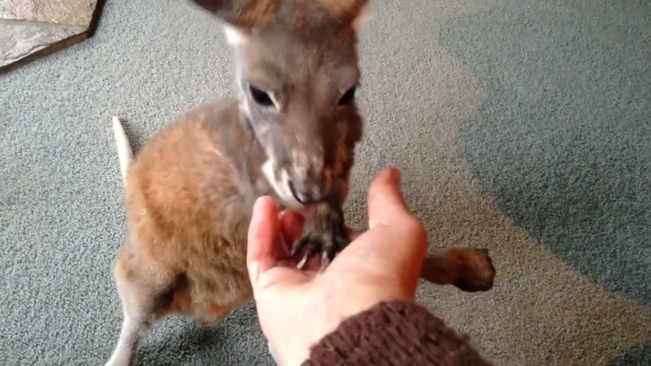 Nigel trying to eat a grape. May 30, 2015. Eden Hills. South Australia. 
