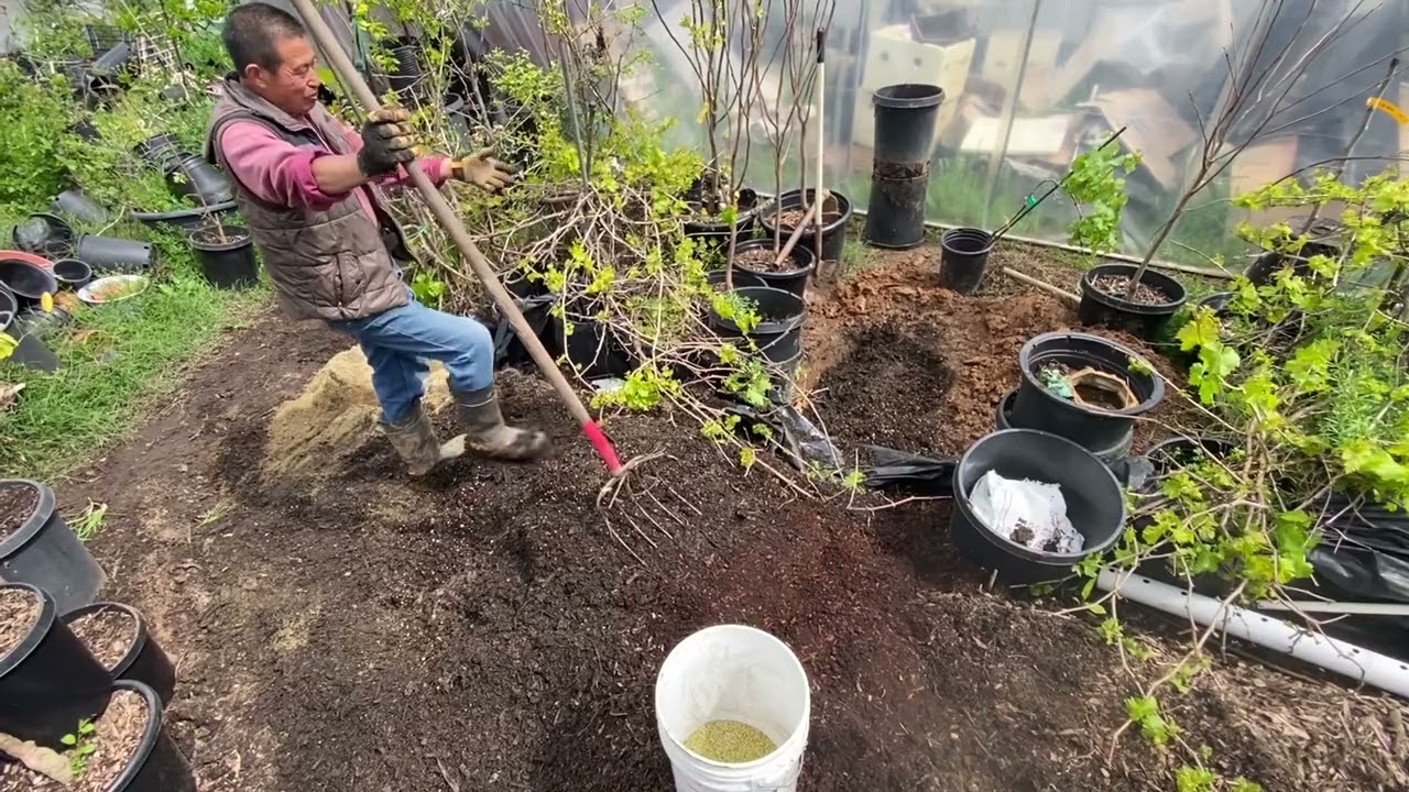 葡萄移栽到粘性较大的壤土中，最好将洞穴挖成直径20深度20英寸以上，然后回填肥沃疏松的栽培土与地面相平，再将葡萄脱盆放在穴中间，四周复土盖住根系，此法可使葡萄根系氧气充足，生长旺盛。