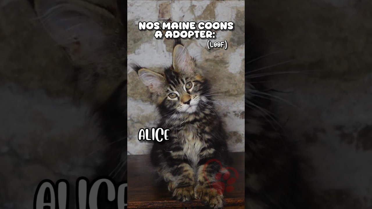 Nos Maine coons LOOF &agrave; adopter ! #shorts #mainecoon #chatons #chat #chaton #mainecoonfrance