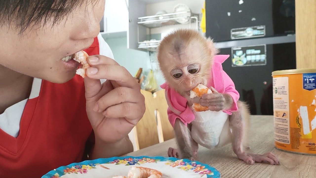 Dad hope the new food will make the baby monkey Rocky fat